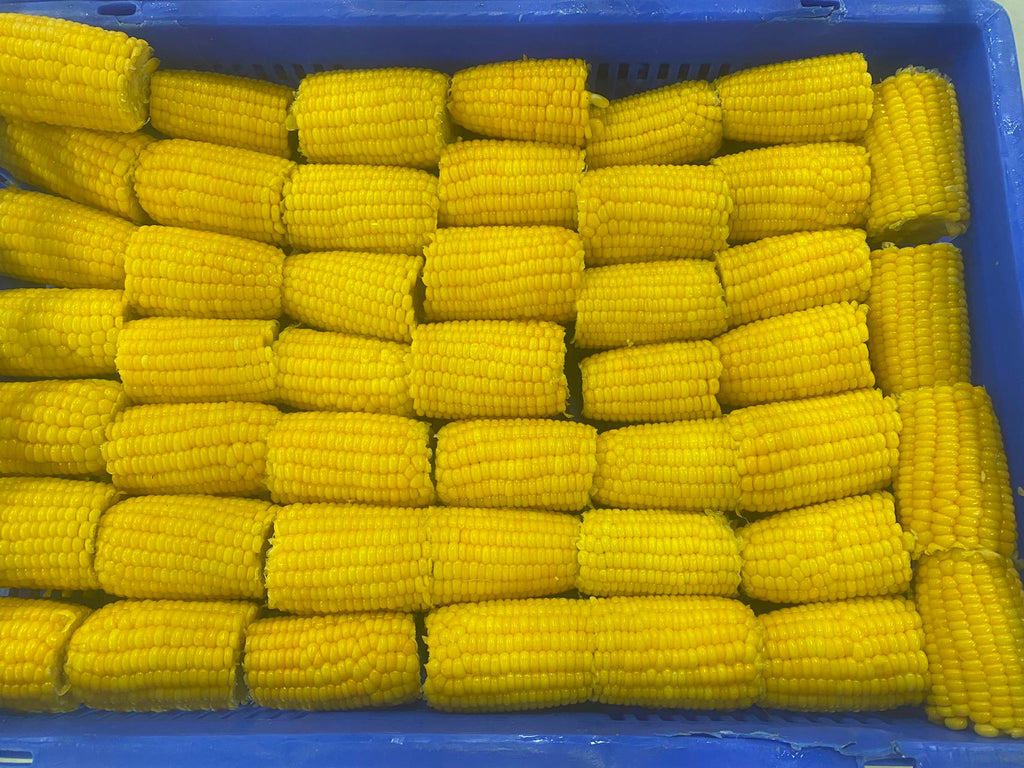 Forzen Sweet Corn On Cob 3inch*96pcs/ctn IQF JNK - Jack & King's