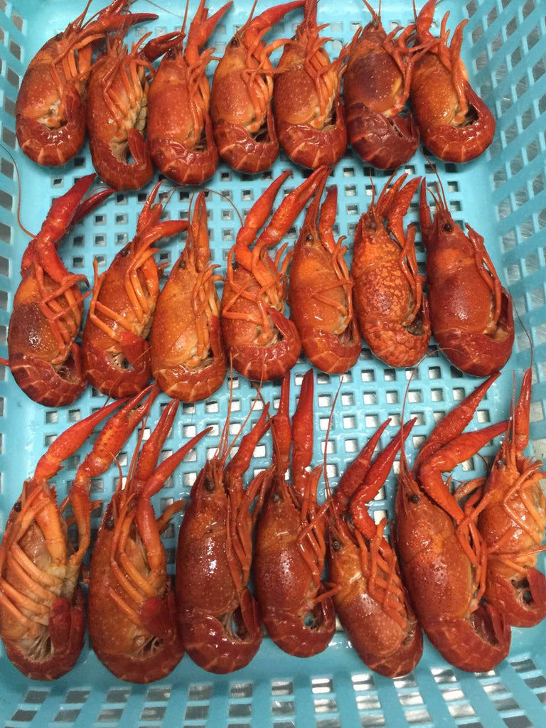 Crawfish Seasoned 16/22 Spain Hilong - Jack & King's