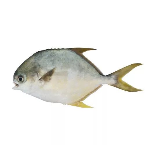 IWP Golden Pompano WR 600/800 80% NW - Jack & King's