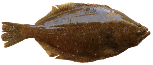 Greenland Halibut/Turbot HGT tail off 1-2kgs 22# - Jack & King's