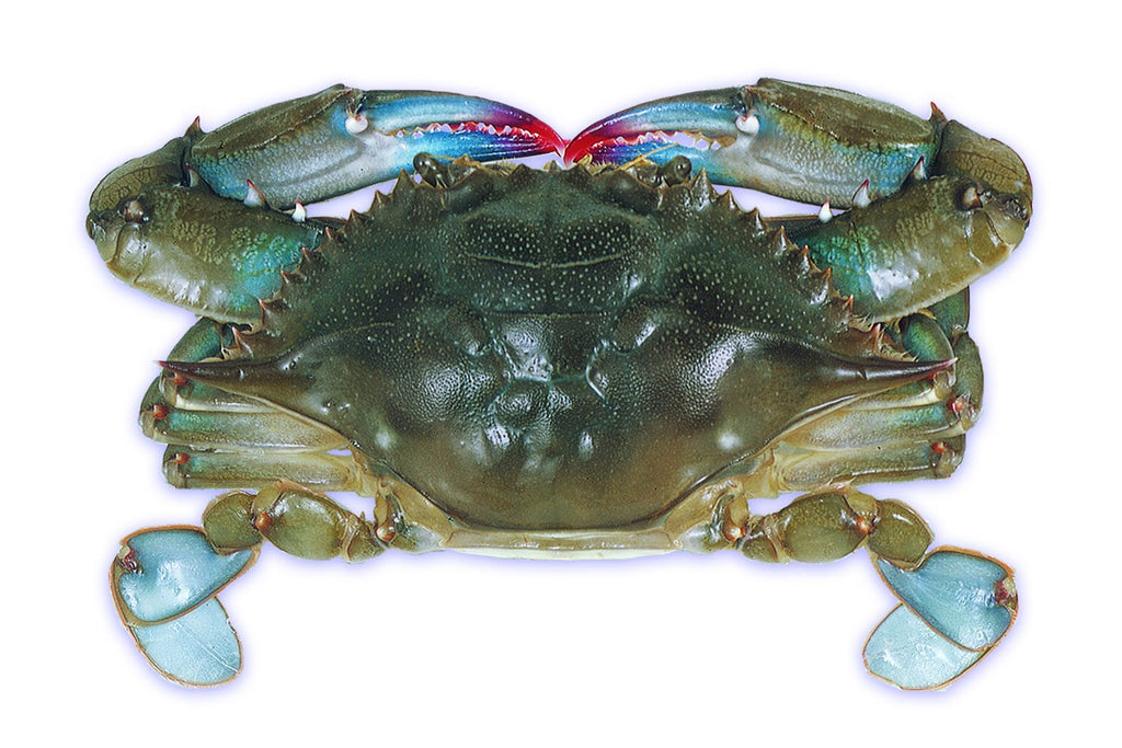 Soft Shell Crab, Size Prime 2.2lb*6box Blue - Jack & King's